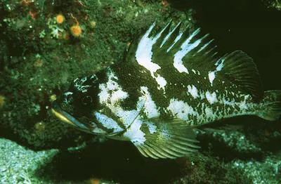 Gopher rockfish (Sebastes carnatus)