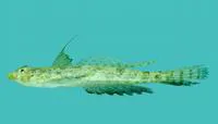 Goram dragonet (Diplogrammus goramensis)