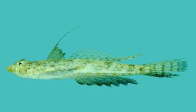 Goram dragonet (Diplogrammus goramensis)