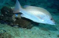 Gorean snapper (Lutjanus goreensis)