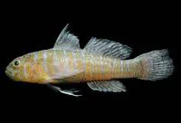Gorgeous goby (Lythrypnus pulchellus)