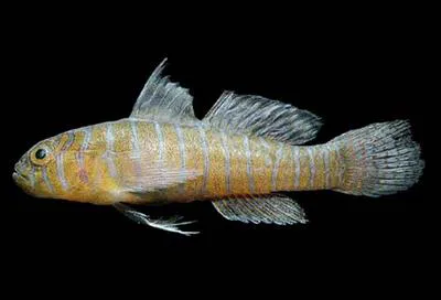 Gorgeous goby (Lythrypnus pulchellus)