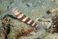 Gorgeous prawn-goby (Amblyeleotris wheeleri)