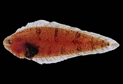 Gorgonian tonguefish (Symphurus gorgonae)