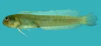 Gossamer blenny (Omobranchus ferox)