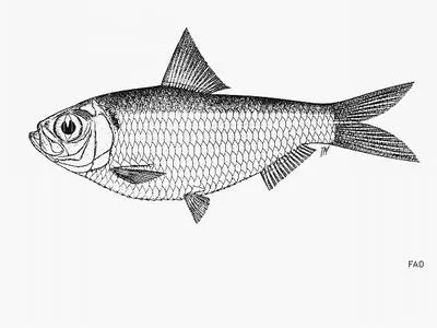 Goto's herring (Herklotsichthys gotoi)