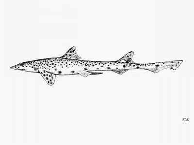 Graceful catshark (Proscyllium habereri)