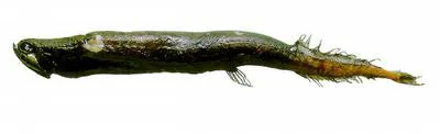 Graceful dragonfish (Photonectes gracilis)