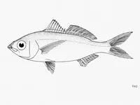 Graceful mojarra (Eucinostomus gracilis)
