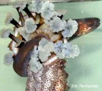 Graceful pearlfish (Encheliophis gracilis)