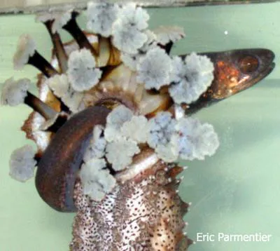 Graceful pearlfish (Encheliophis gracilis)