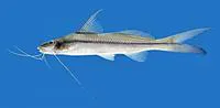 Graceful pimelodella (Pimelodella gracilis)