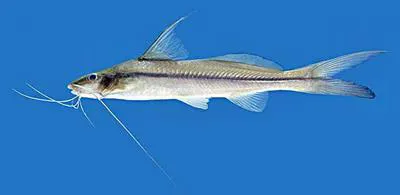 Graceful pimelodella (Pimelodella gracilis)