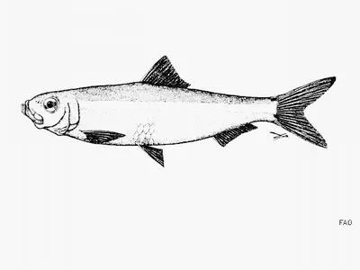 Graceful piquitinga (Lile gracilis)