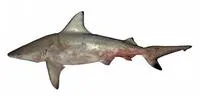 Graceful shark (Carcharhinus amblyrhynchoides)