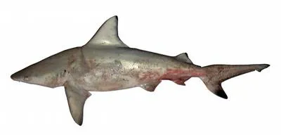 Graceful shark (Carcharhinus amblyrhynchoides)