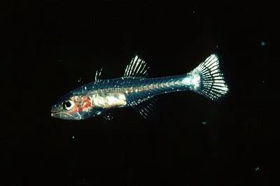 Graceful-tailed cardinalfish (Pseudamiops gracilicauda)