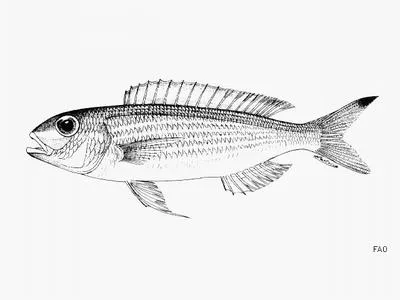 Graceful threadfin bream (Nemipterus gracilis)