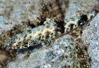 Gracile lizardfish (Saurida gracilis)