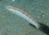 Gracilis wrasse (Suezichthys devisi)