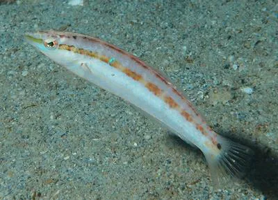 Gracilis wrasse (Suezichthys devisi)