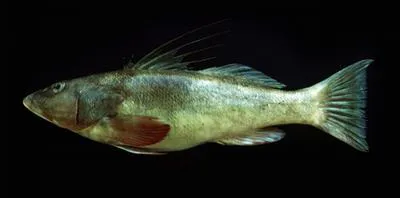 Graery threadfin seabass (Cratinus agassizii)