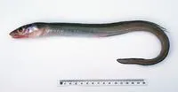 Graham's conger (Gnathophis grahami)