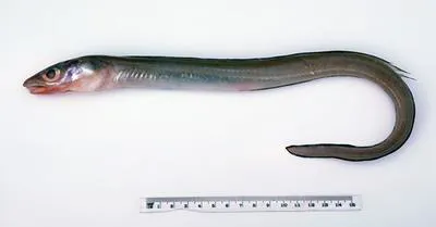 Graham's conger (Gnathophis grahami)