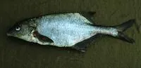 Graham's stonebasher (Hippopotamyrus grahami)