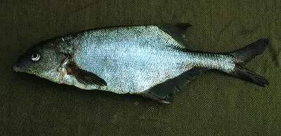 Graham's stonebasher (Hippopotamyrus grahami)