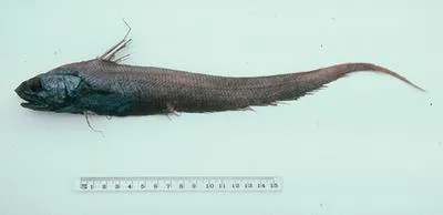 Graham's whiptail (Coryphaenoides grahami)