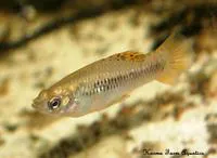Grand Cayman limia (Limia caymanensis)