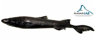 Granular dogfish (Centroscyllium granulatum)