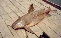 Granulated catfish (Pterodoras granulosus)