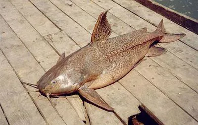 Granulated catfish (Pterodoras granulosus)