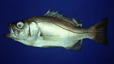 Grape-eye seabass (Hemilutjanus macrophthalmos)