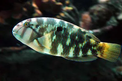 Graphic tuskfish (Choerodon graphicus)