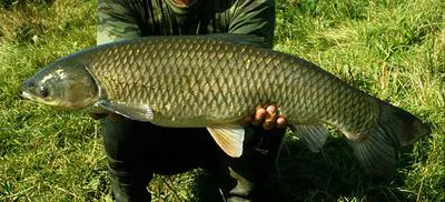 Grass carp (Ctenopharyngodon idella)