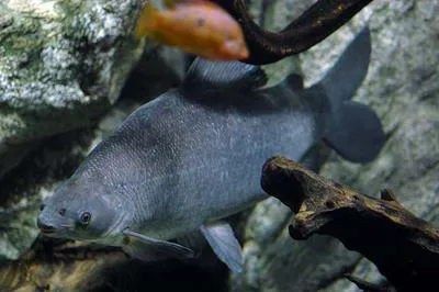 Grass-eater (Distichodus rostratus)