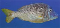 Grass emperor (Lethrinus laticaudis)