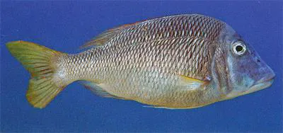 Grass emperor (Lethrinus laticaudis)