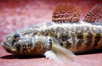 Grass goby (Zosterisessor ophiocephalus)