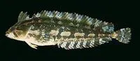 Grass klipfish (Pavoclinus graminis)