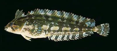 Grass klipfish (Pavoclinus graminis)
