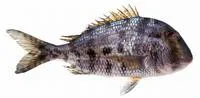 Grass porgy (Calamus arctifrons)