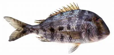 Grass porgy (Calamus arctifrons)