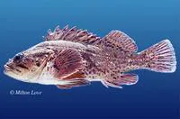 Grass rockfish (Sebastes rastrelliger)