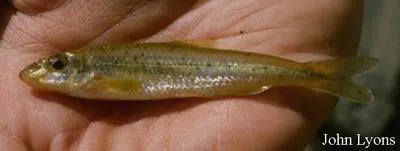 Gravel chub (Erimystax x-punctatus)