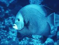 Gray angelfish (Pomacanthus arcuatus)