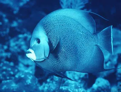 Gray angelfish (Pomacanthus arcuatus)